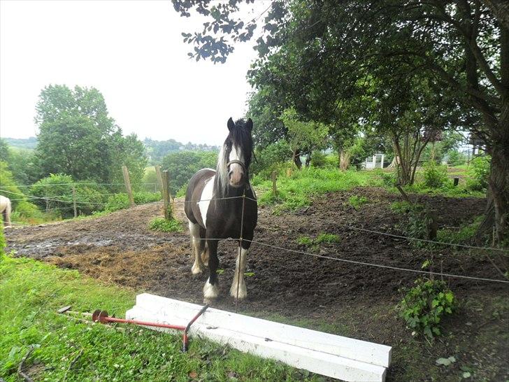 Tinker Sir Elliot - Bassen på fold:-)
Billede: Mig.
 billede 2