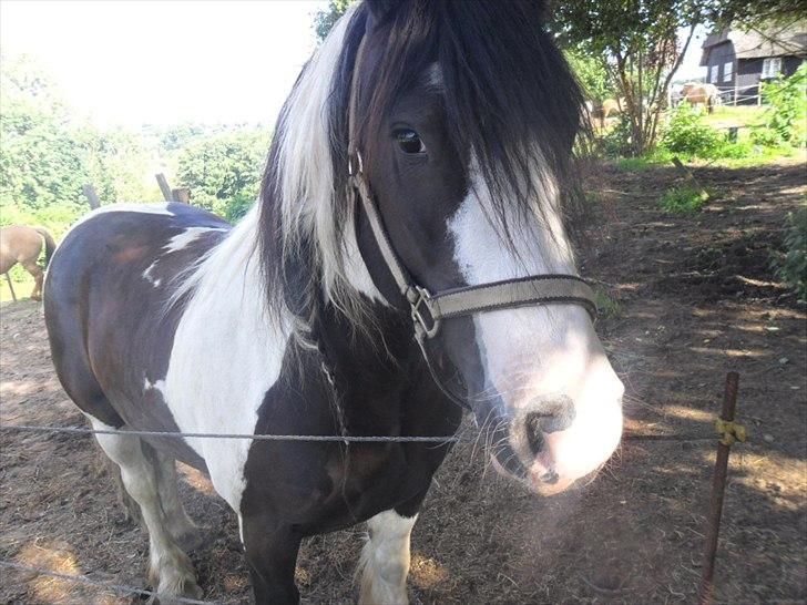 Tinker Sir Elliot - Afslapning på folden!
Billede: Mig:-) billede 3