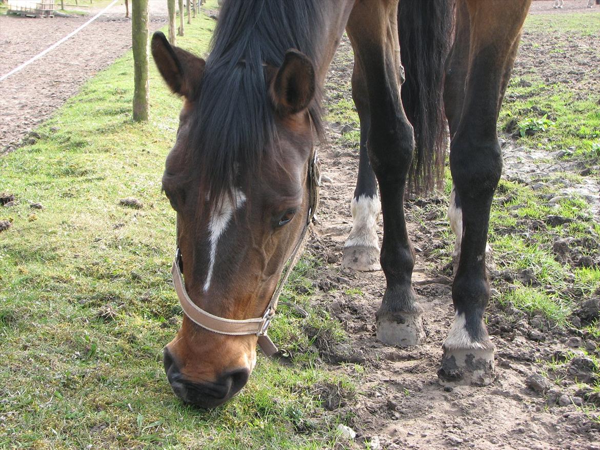 Dansk Varmblod Midnight's Madigan billede 7