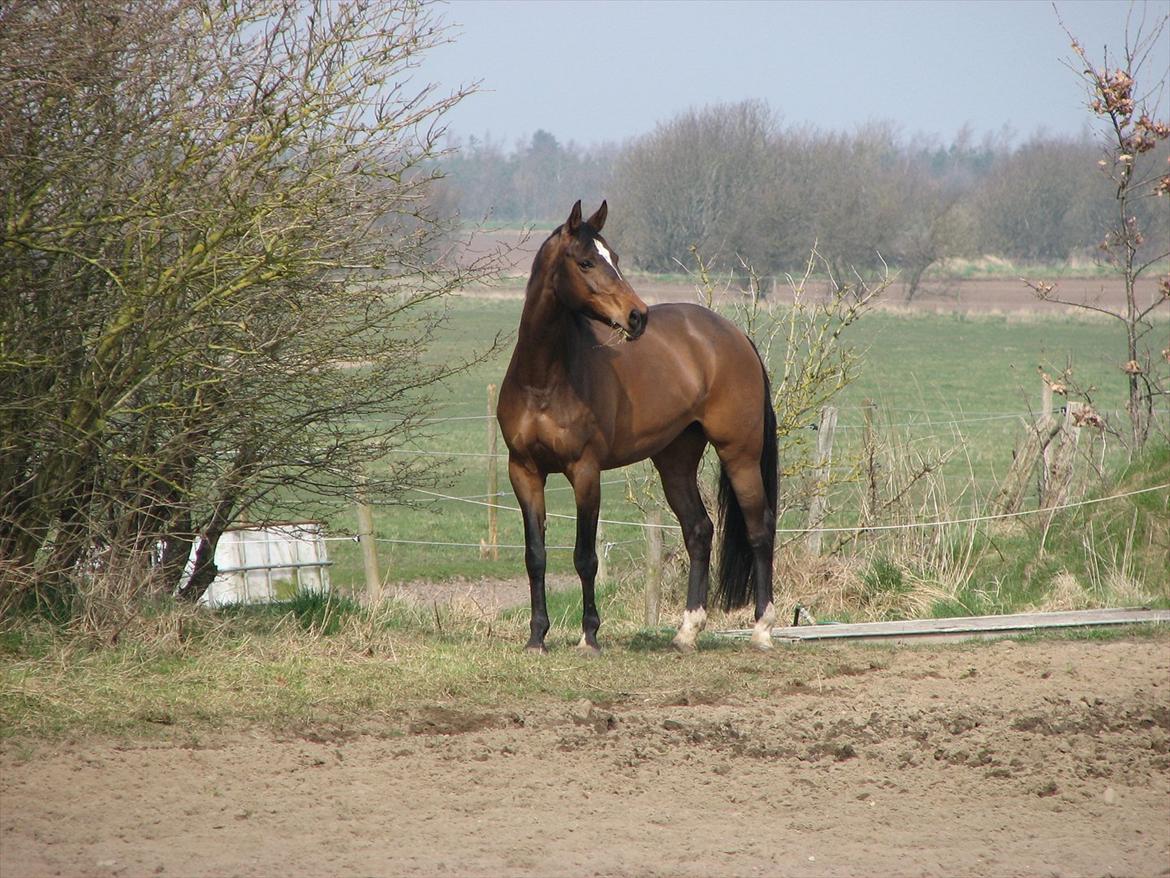 Dansk Varmblod Midnight's Madigan billede 8