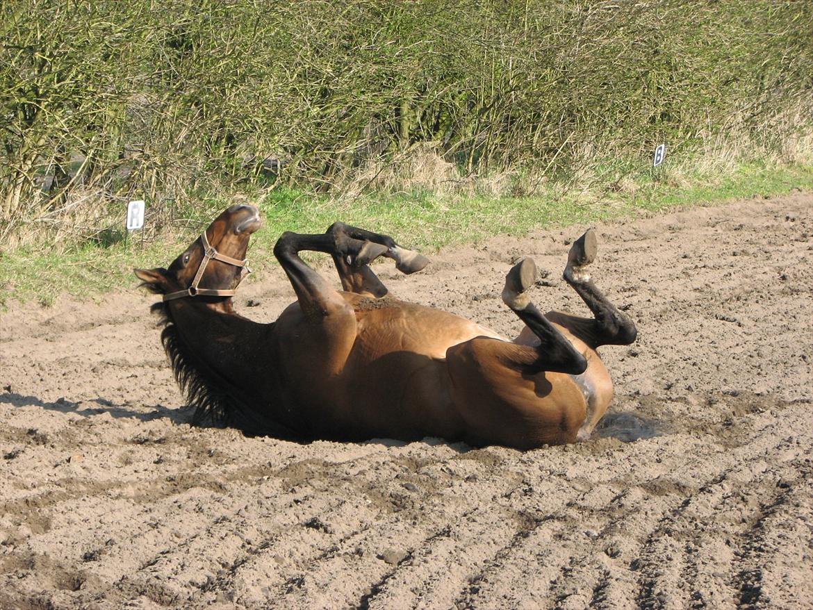 Dansk Varmblod Midnight's Madigan billede 9