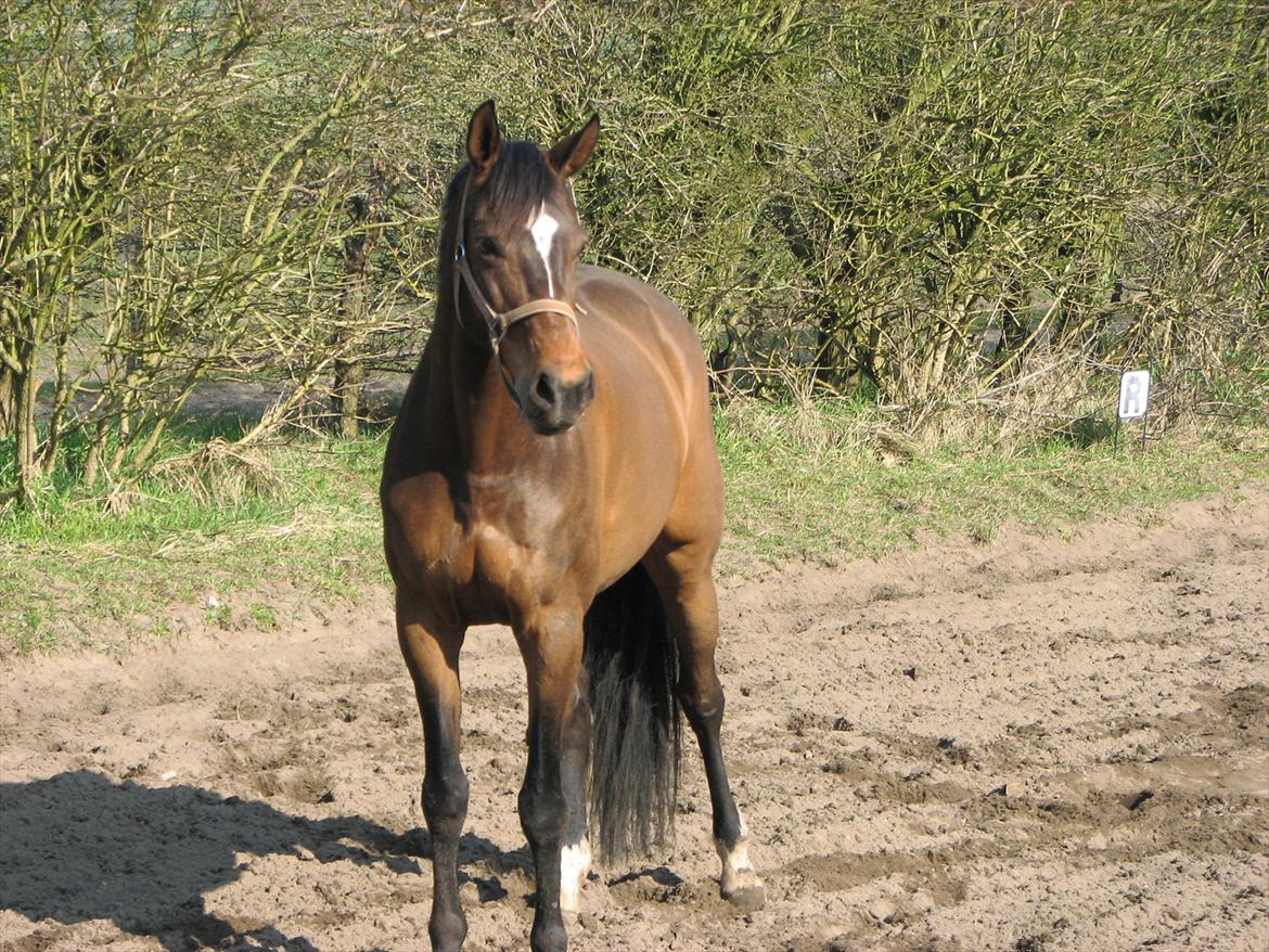 Dansk Varmblod Midnight's Madigan billede 10