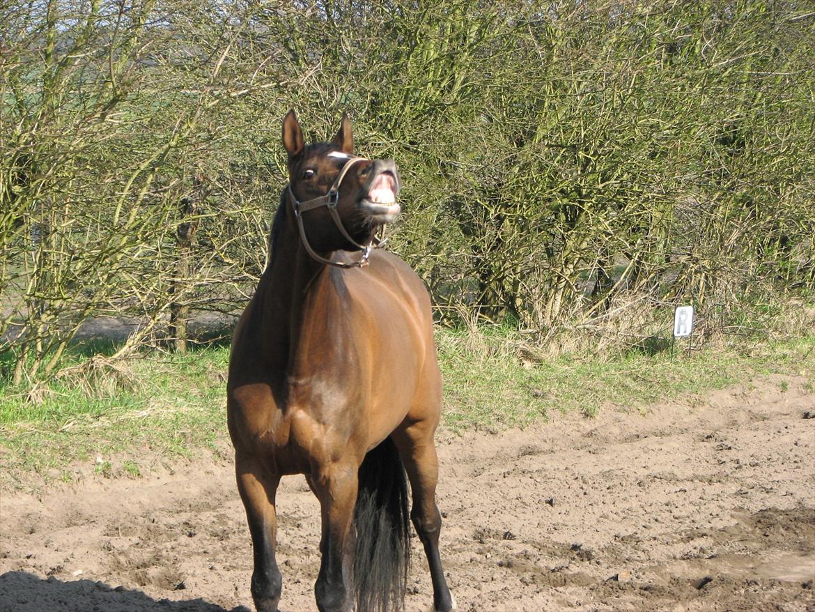 Dansk Varmblod Midnight's Madigan billede 11