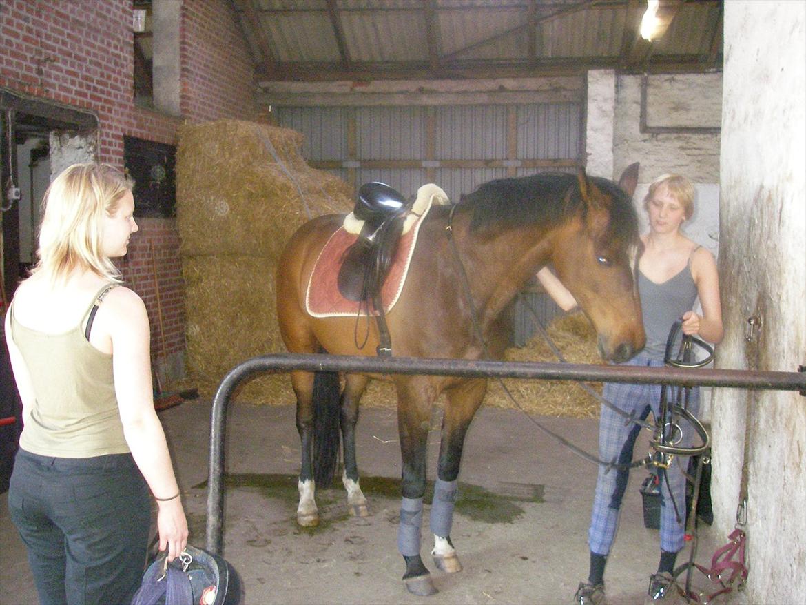 Dansk Varmblod Midnight's Madigan billede 12