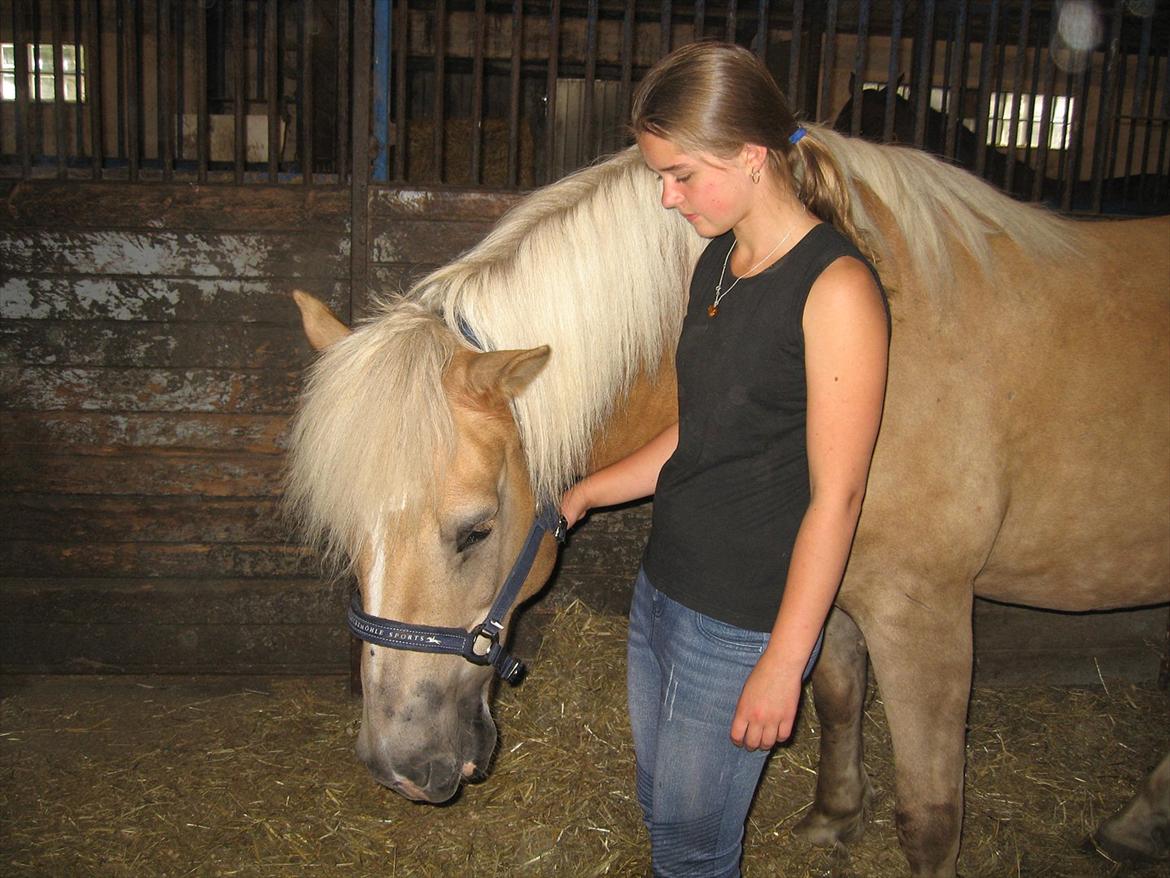 Haflinger August Svandborg  billede 6