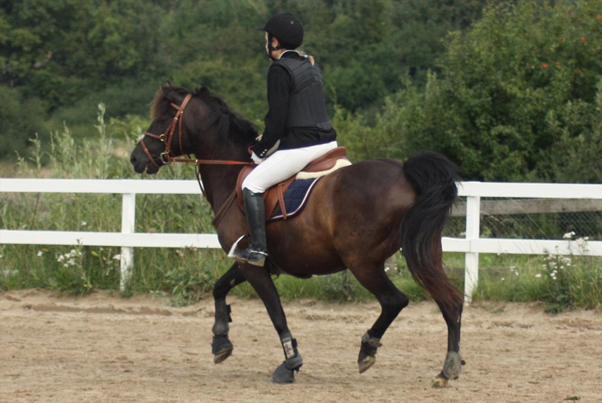 New Forest Lillie-Lund'S Vicki Bell - FOTO: Team Gadehøj 13. august 2011 | Vicki og Mit første stævne :) billede 5