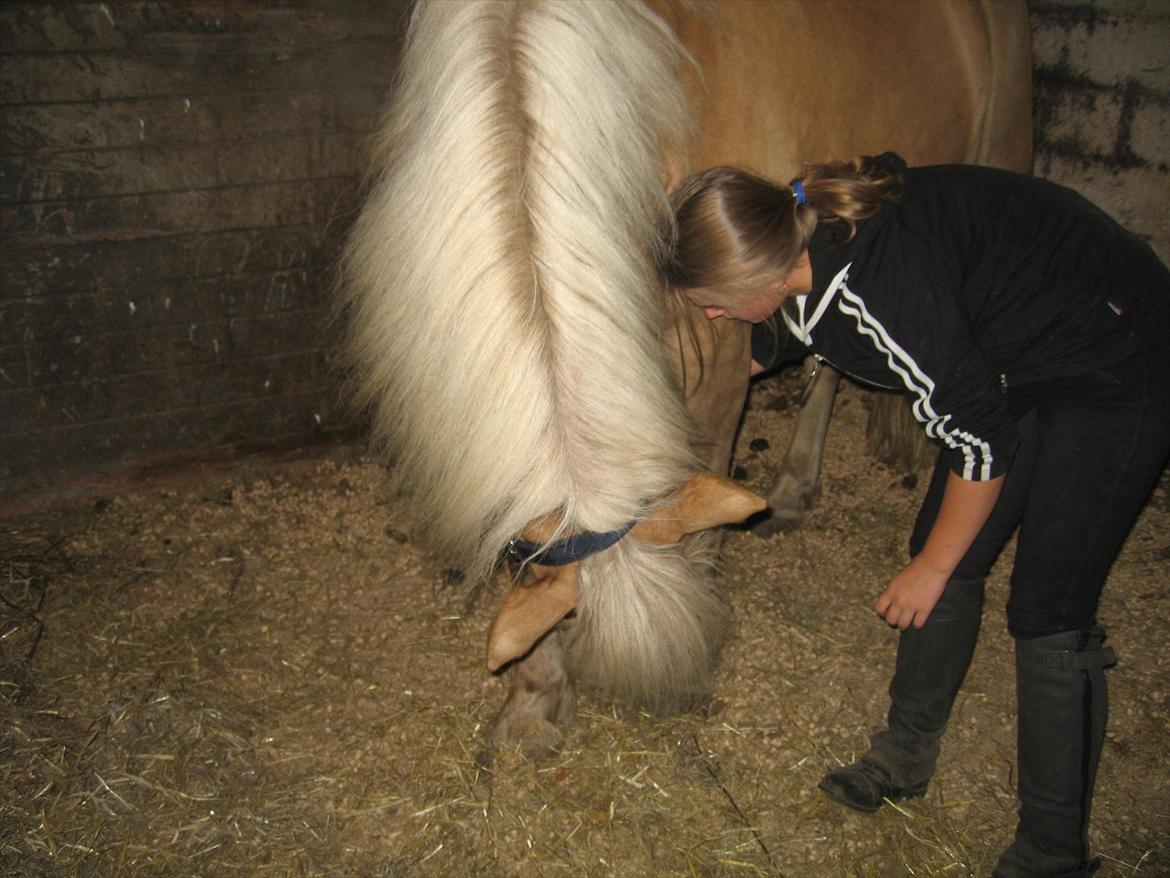 Haflinger August Svandborg  billede 7