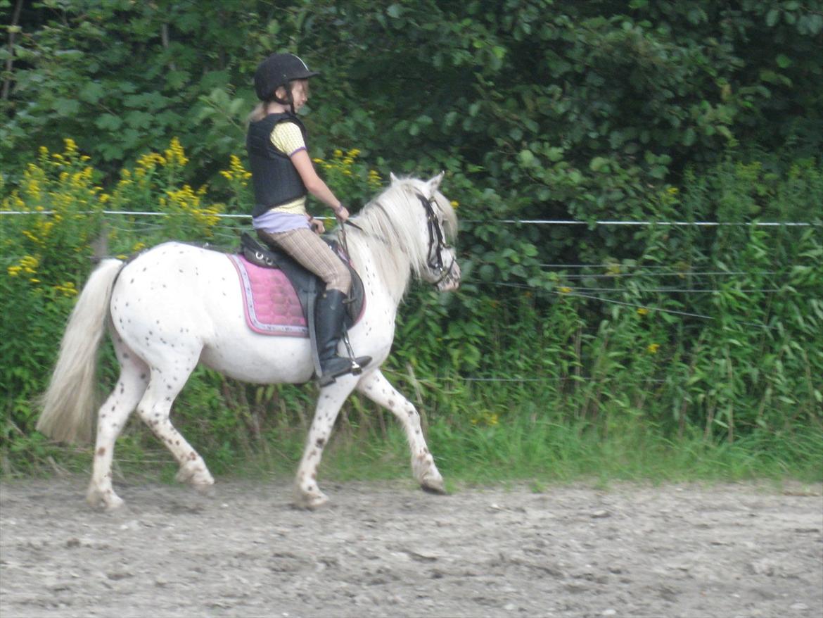 Knabstrupper Dolly !My everything! - Du er unik..<3 billede 14