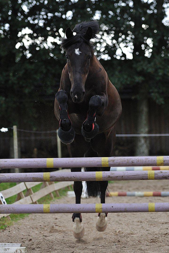 Anden særlig race Whisky<3 - Stjernen springer<3

(HG forringer kvalitet) billede 14