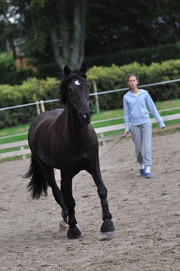 Anden særlig race Whisky<3 - Jaa, som man kan!!!

(HG forringer kvalitet) billede 15