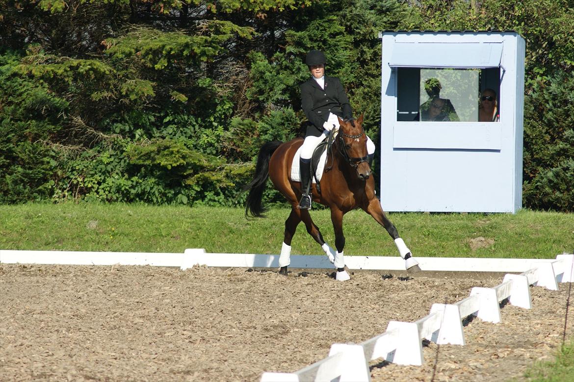 Dansk Varmblod Leuth Of Atlantic billede 20