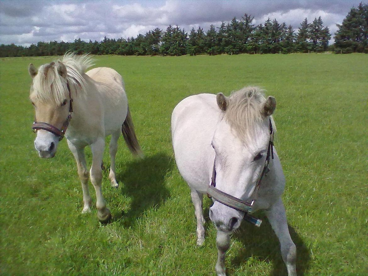 Welsh Pony (sec B) spirit  billede 17
