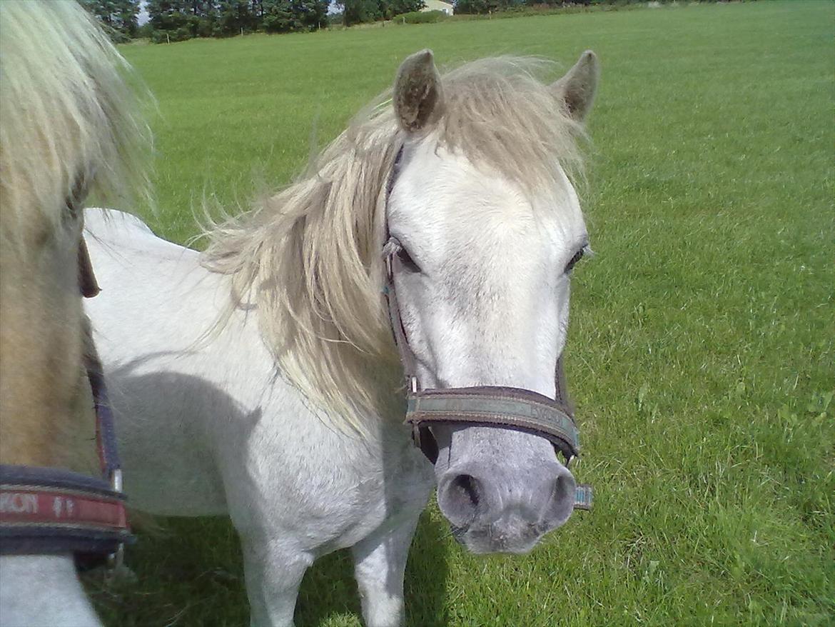 Welsh Pony (sec B) spirit  billede 14