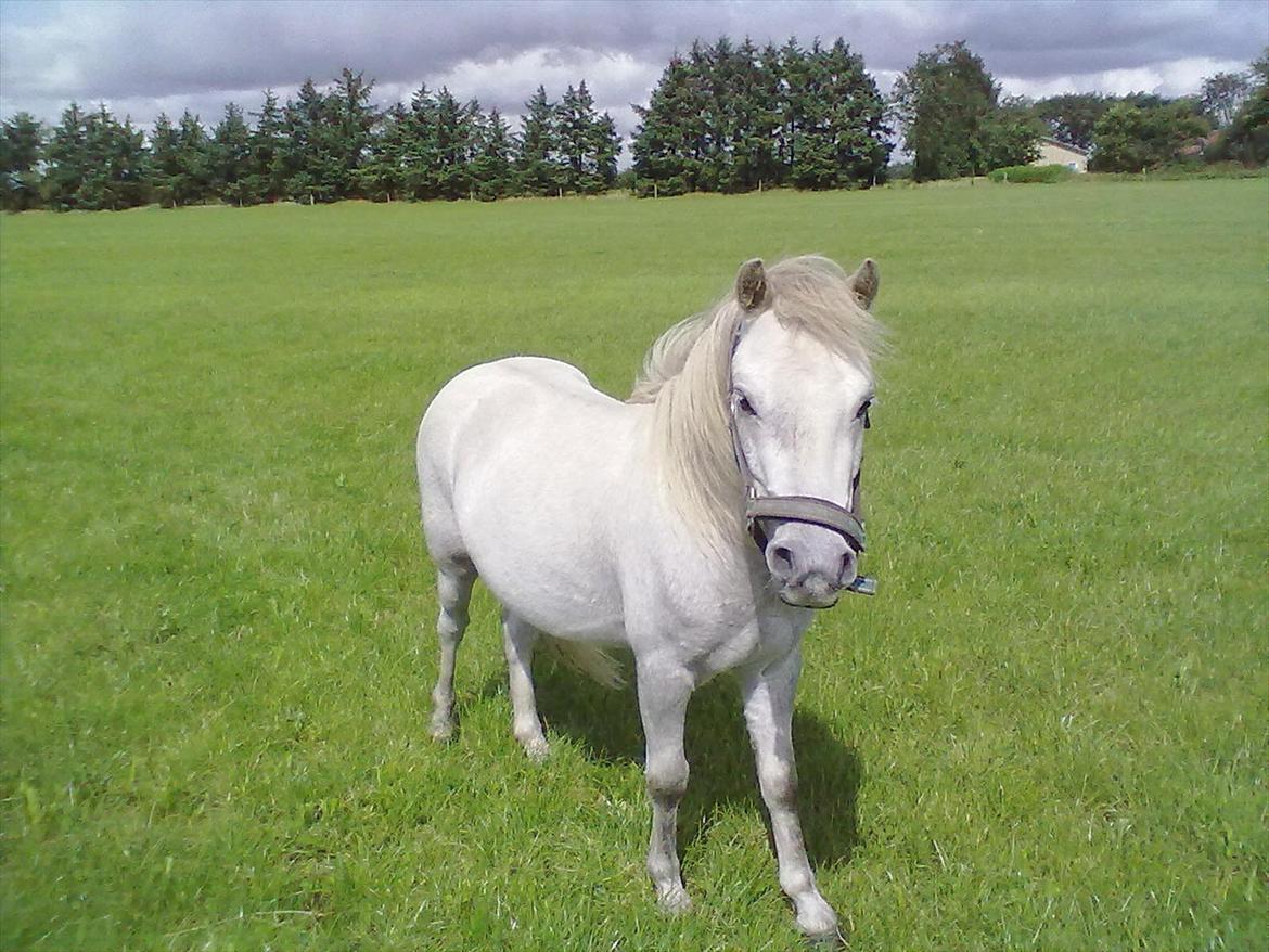 Welsh Pony (sec B) spirit  billede 18