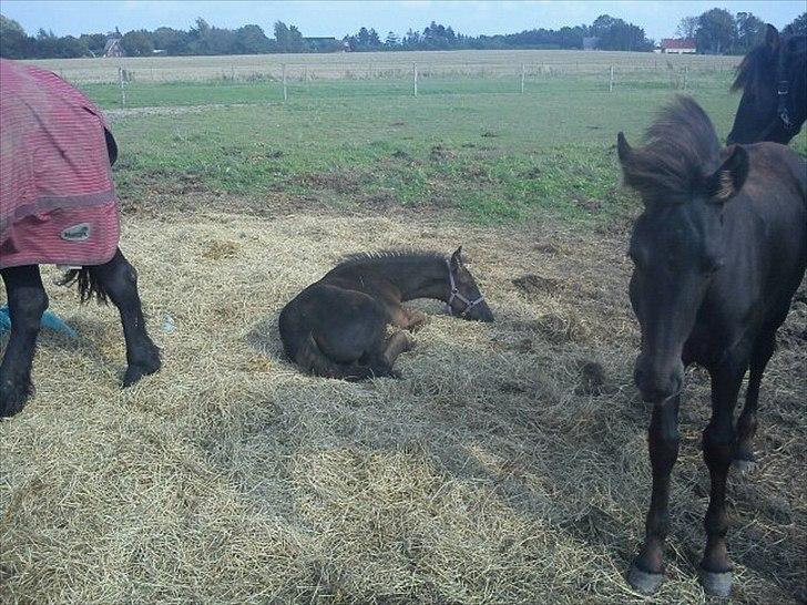 Frieser Kiaro - Lille kiaro: 3mdr. gammel. billede 15