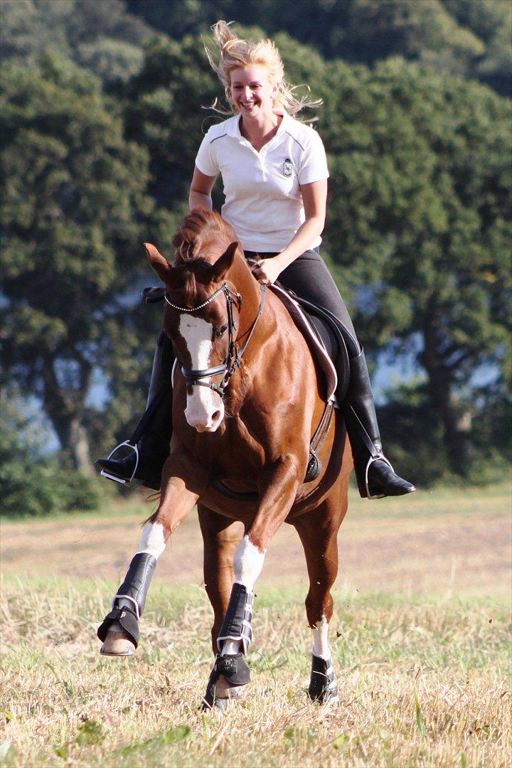 Trakehner Kalliope III RHT billede 18