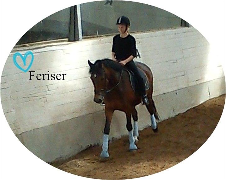 New Forest Freiser [ Himmelhest] billede 11