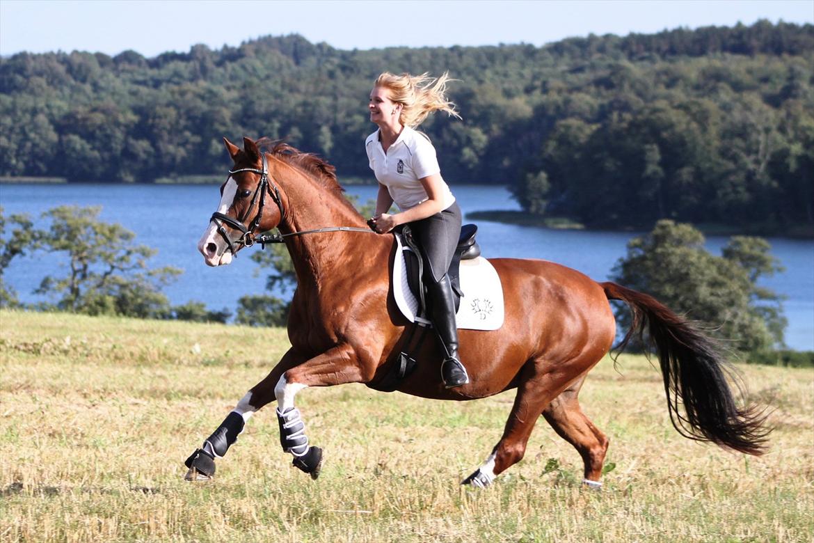 Trakehner Kalliope III RHT billede 1