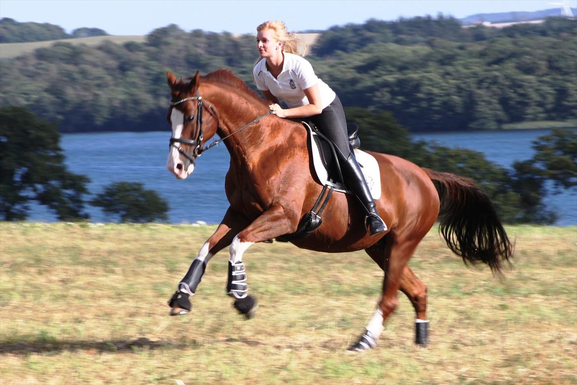 Trakehner Kalliope III RHT billede 20