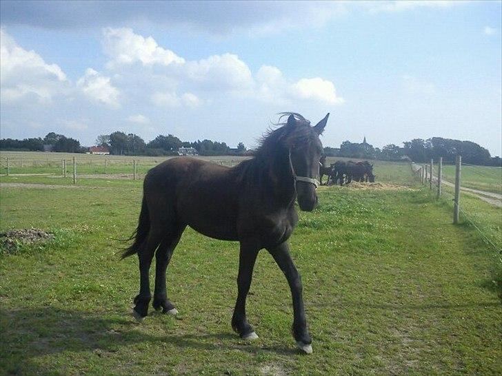 Barockpferd Ilano - Ilano 1½ år gammel :-) min store dreng :-) billede 14