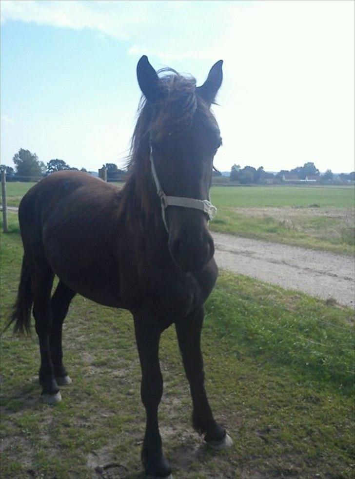 Barockpferd Ilano - Ilano 1½ år. billede 15