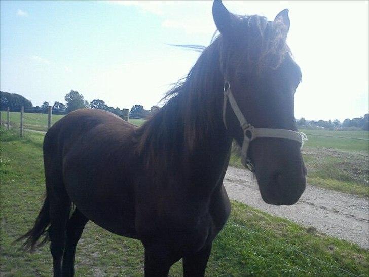 Barockpferd Ilano - Min smukke Ilano på 1½ år :-) Elsker ham helt vildt! billede 16