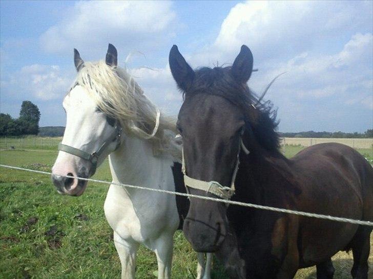 Barockpferd Ilano - To meget ssmukke hingste... til venstre diego på 2½ år og til højre Ilano på 1½ år :-) billede 17