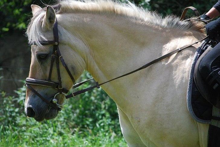 Fjordhest Raca | tidl. part | •R.I.P.• altid elsket - dressur træning nede på marken. Han er blevet så god! ;'). 
//Foto: Linnea billede 17