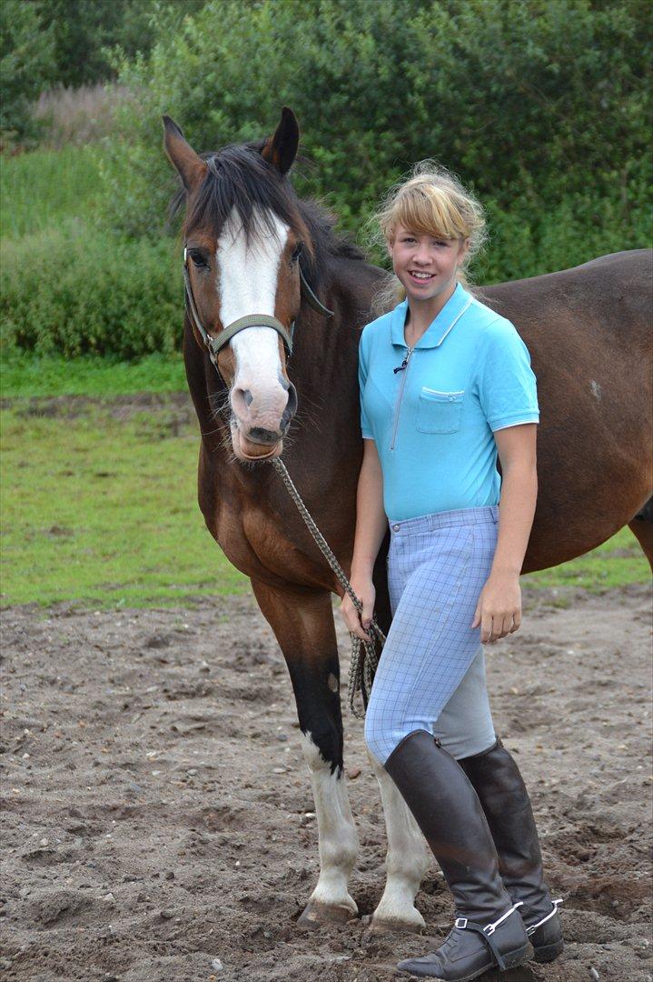 Anden særlig race Sharon - skal til ud at ride ham så henter ham fra folden billede 14