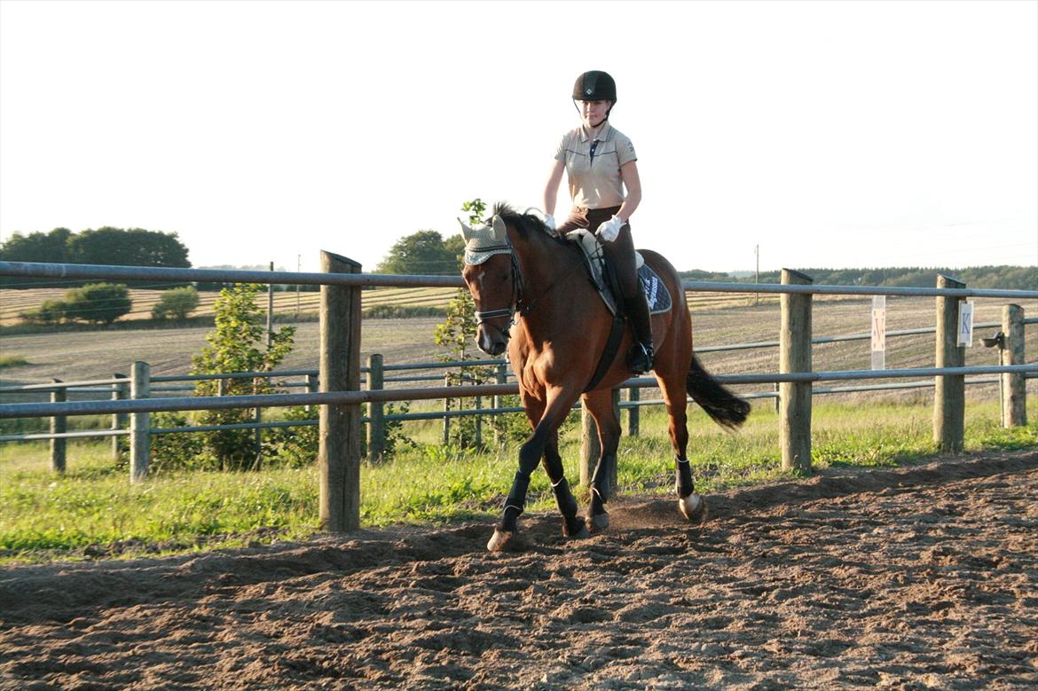 Hollandsk Varmblod Zippo billede 16