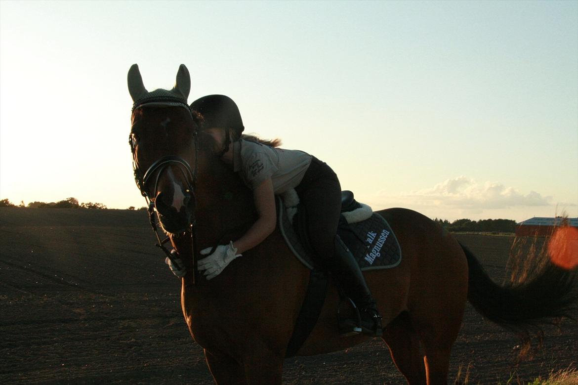 Hollandsk Varmblod Zippo billede 17