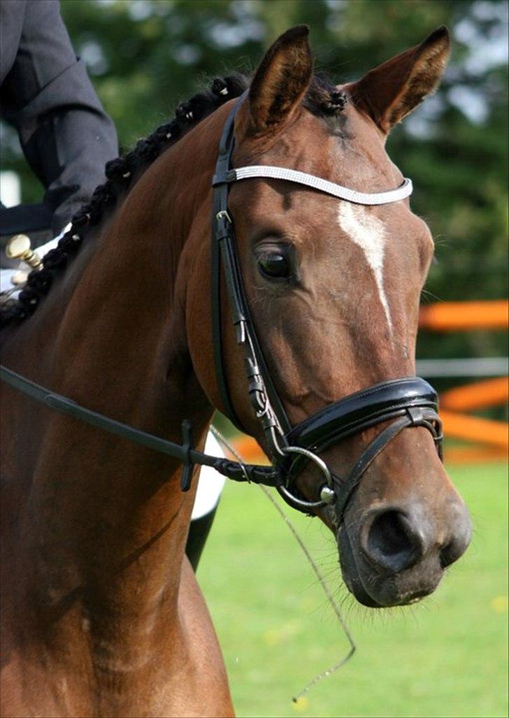 Dansk Varmblod Lucky Girl K (Gisle) STJERNE HEST - Velkommen til Stjernes profil billede 1
