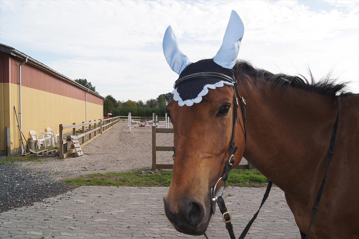 DSP Istebjergs Nicolaj   R.I.P min skat - nicos hoved:) billede 6