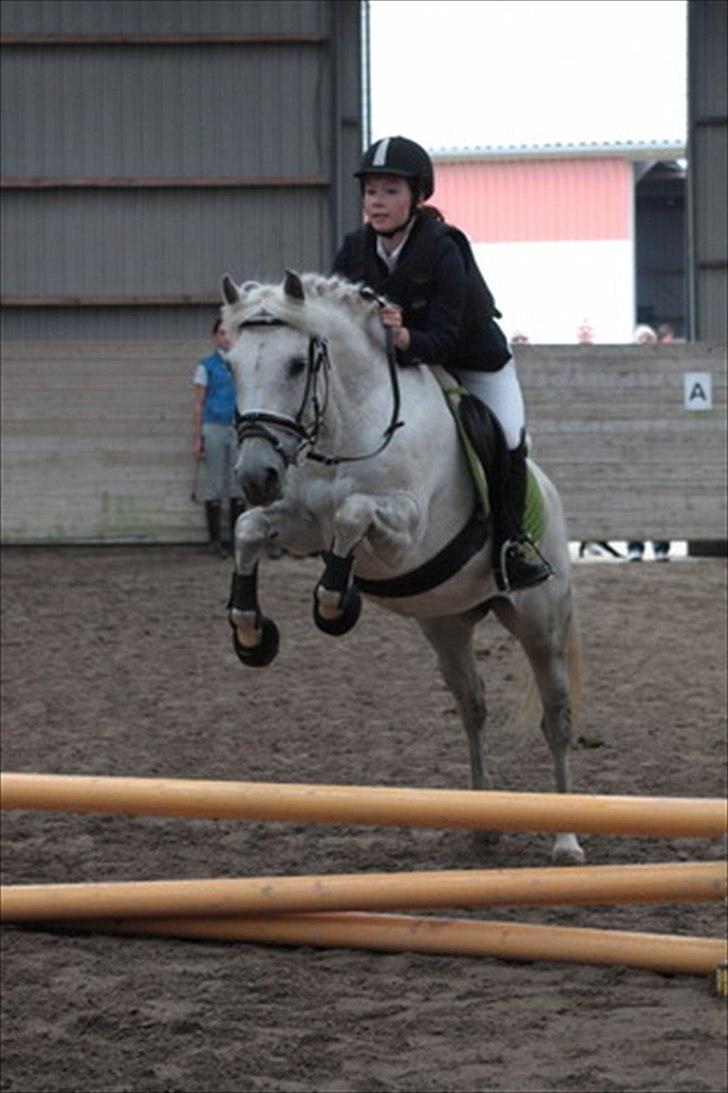 New Forest Lundemarksgårds Scarlet O'hara - ØDM 2011, 3 plads. billede 4