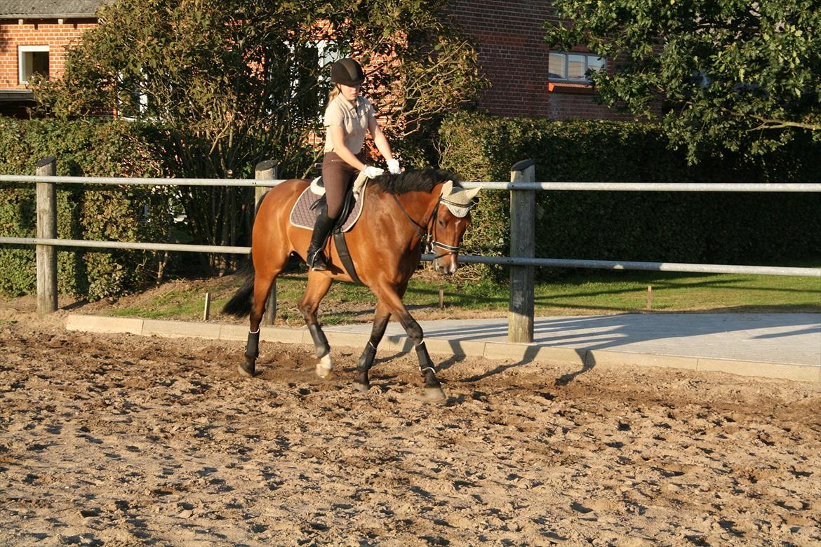 Hollandsk Varmblod Zippo billede 18