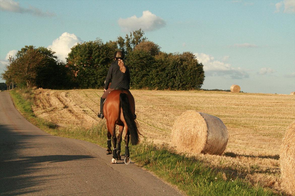 Hollandsk Varmblod Zippo billede 19