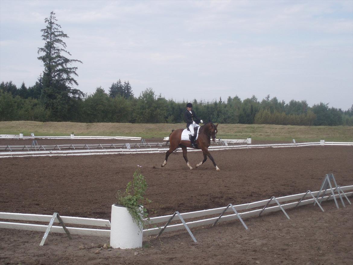 Dansk Varmblod SvanegaardensLightAffaire billede 9