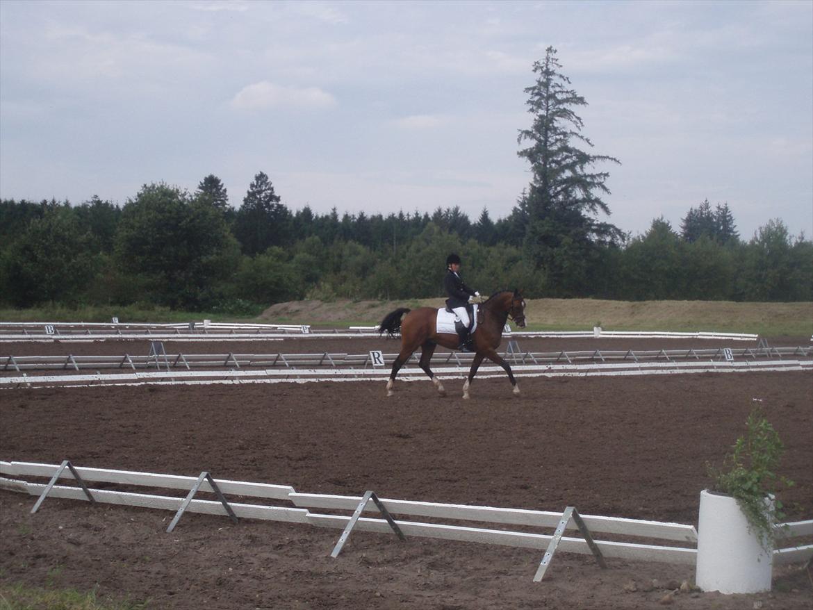Dansk Varmblod SvanegaardensLightAffaire billede 10