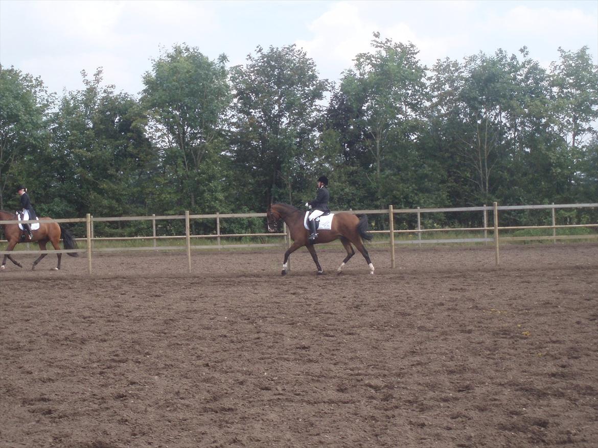 Dansk Varmblod SvanegaardensLightAffaire billede 11