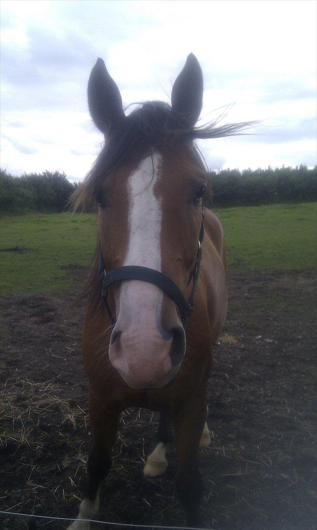 Anden særlig race Arkido - Ja velkommen til :-D billede 1