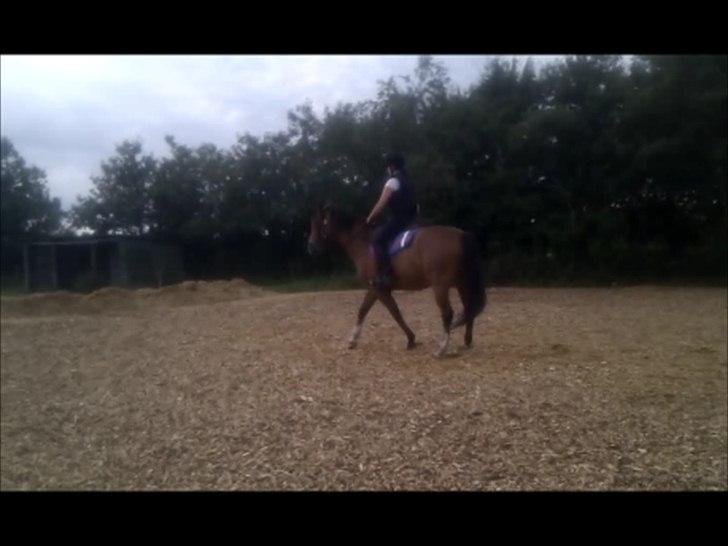 Anden særlig race Arkido - Vi prøver at lave en 20 m. volte. Men hey alt er svært i starten. billede 15