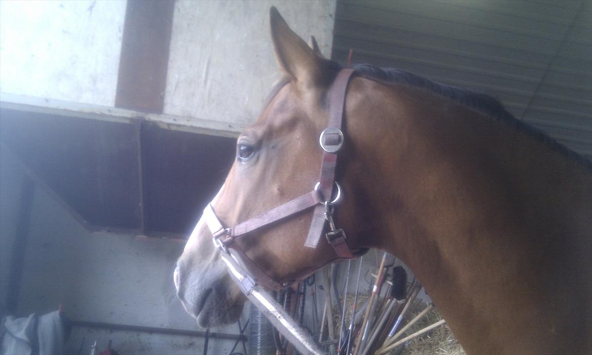 Anden særlig race Arkido - Har lige fået øje på killer billede 17