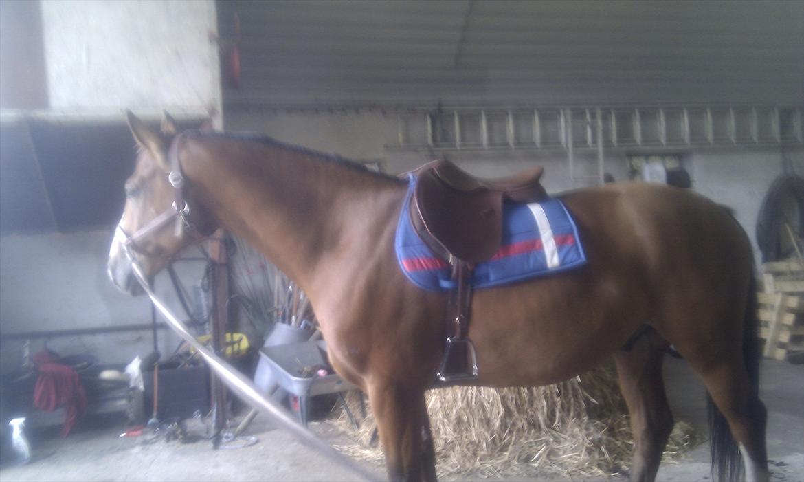 Anden særlig race Arkido billede 6