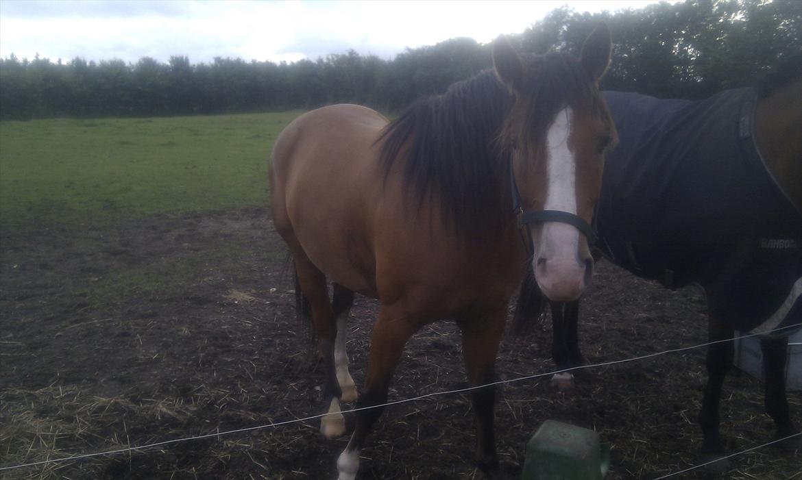 Anden særlig race Arkido - Okay farvel :-) billede 20