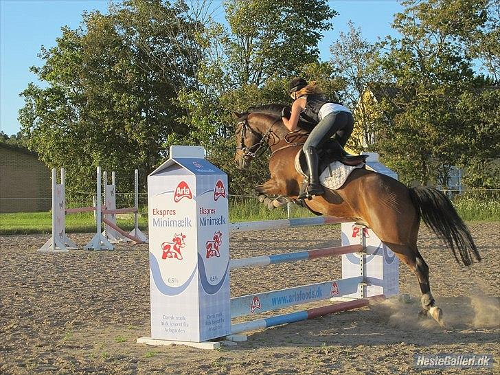 Hollandsk Sportspony | Elim - Farvel, 1.15 m. i Bjergby! (: billede 19