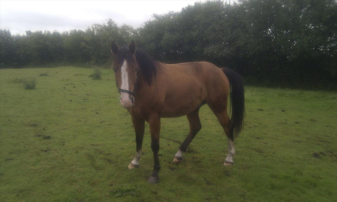 Anden særlig race Arkido billede 11