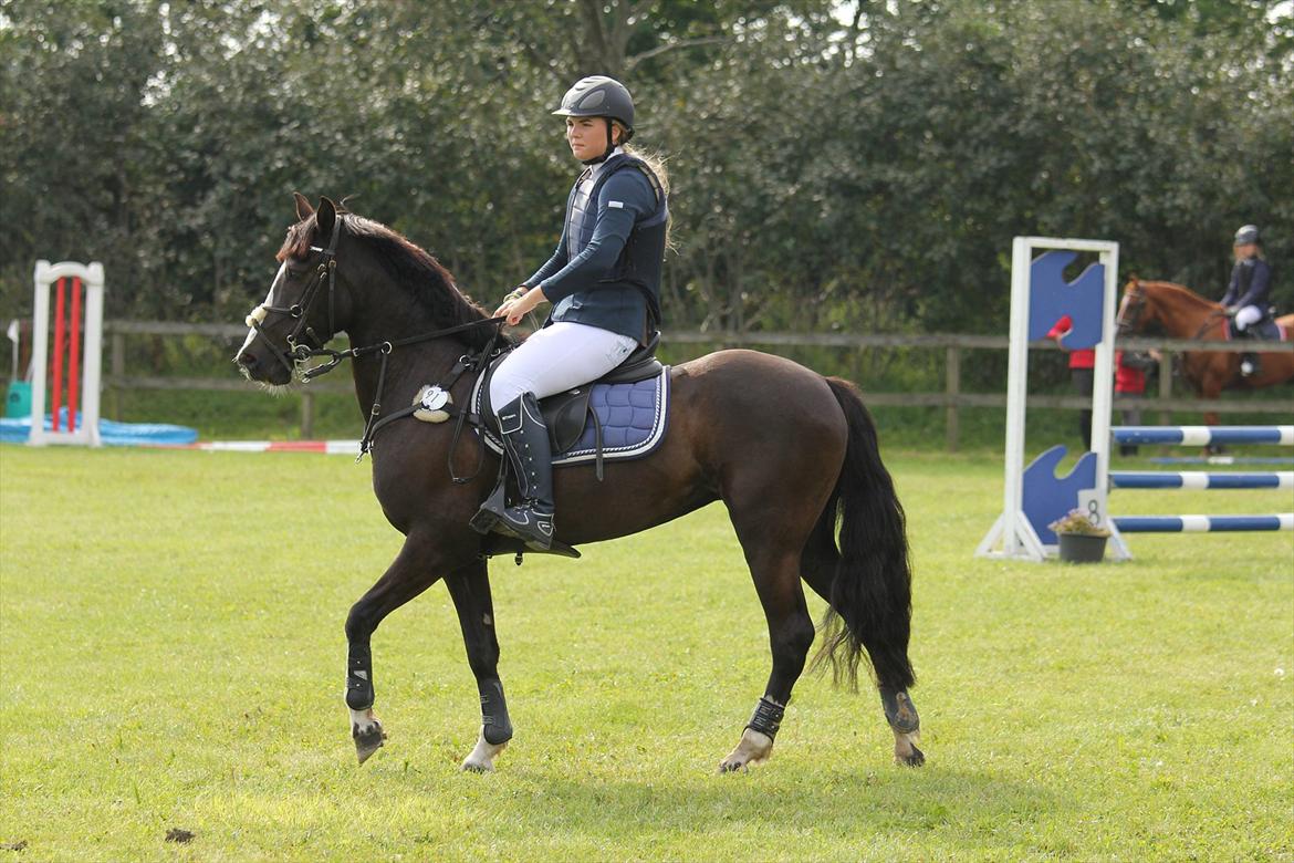 Irsk Sportspony MB Lady Star - RIP  - Mit stjerne dyr!<33 billede 9