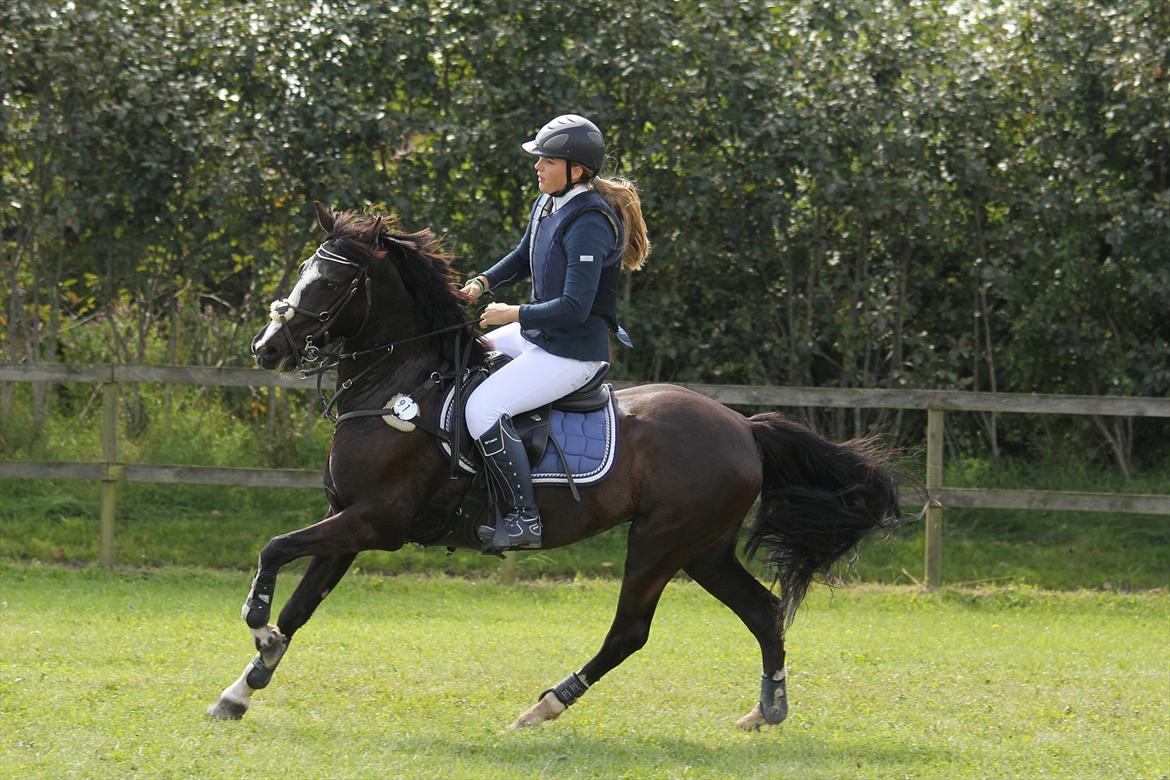 Irsk Sportspony MB Lady Star - RIP  - Lækker galop! <3 billede 11