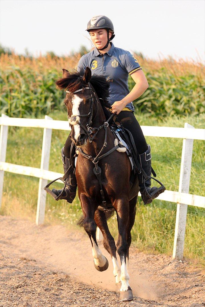 Irsk Sportspony MB Lady Star - RIP  - Smukke pony dyr!<3 billede 10