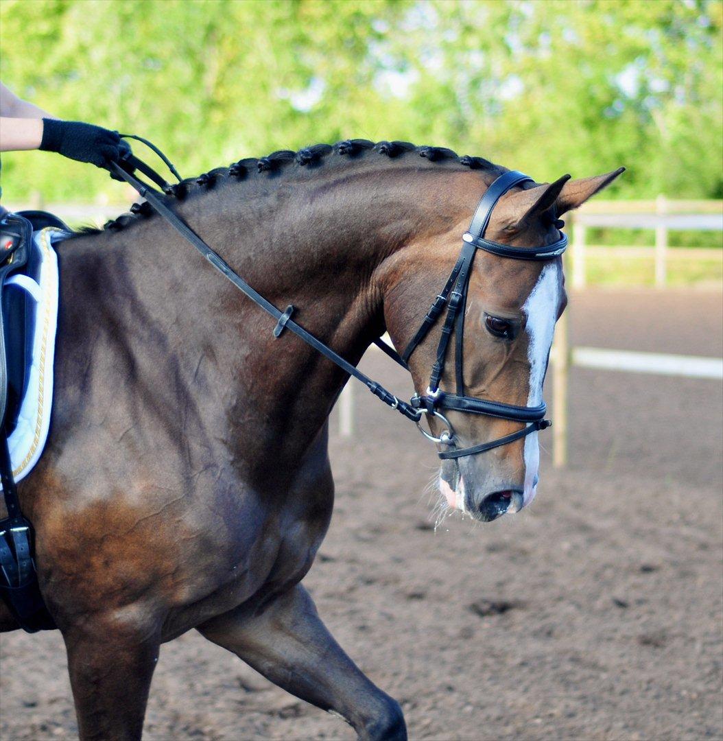 Dansk Varmblod Carna Capetco billede 17
